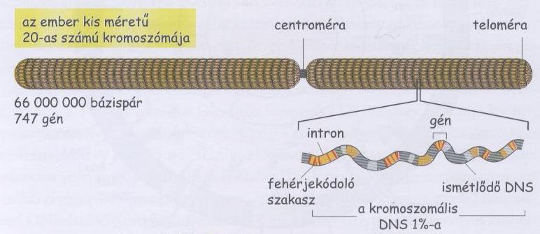 Az örökítő anyag