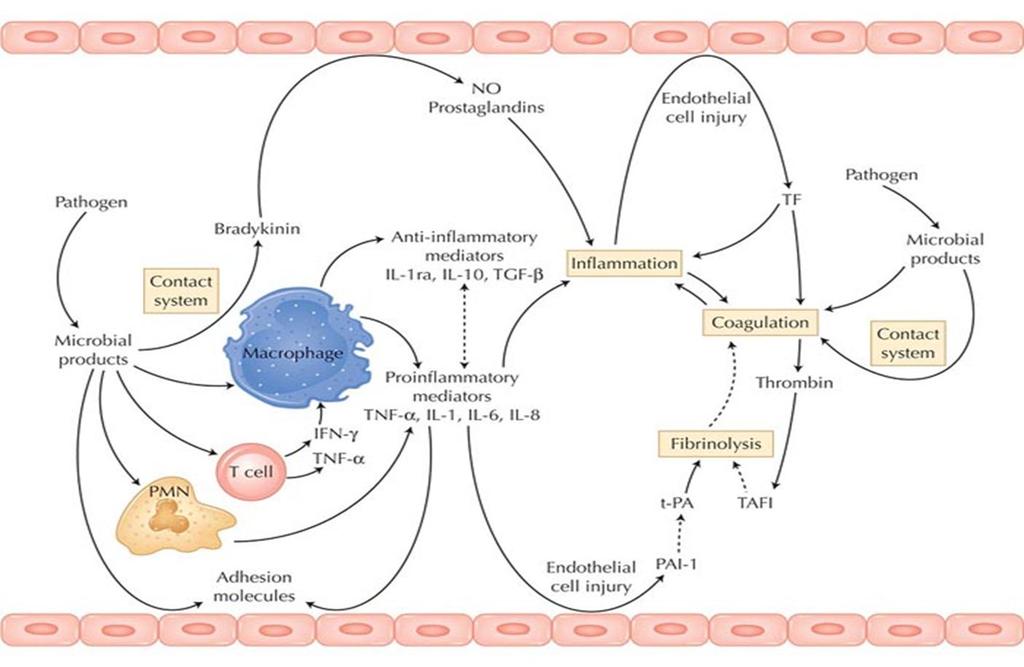 A sepsis