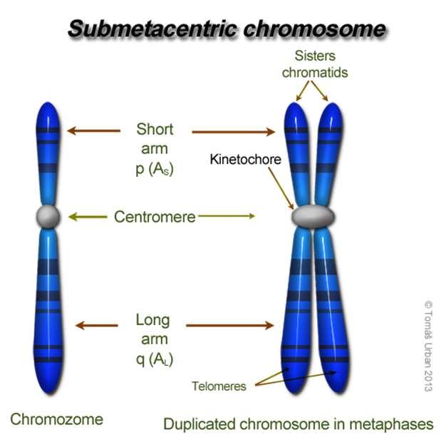 Az eukarióta kromoszóma 10-15 mikrométer hosszú, azonban a DNS állomány nyújtott állapotban akár 2 méter is lehet.