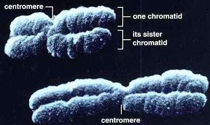 kromatidát hozza létre, melyek genetikai tartalma teljesen megegyező.