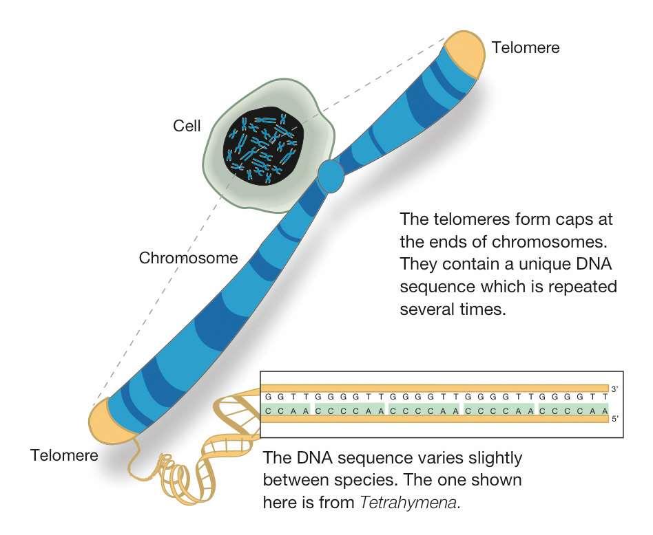 A kromoszómák végeit telomeráknak nevezzük, ahol hat bázispárnyi szakasz emlősökben TTAGGG - ismétlődésével kb. 25 000 bázispárnyi szekvenciák jönnek létre.