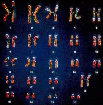 A telomerek szintéziséért a telomeráz enzim felelős, amely aktivitása testi sejtekben olyan alacsony, hogy a telomerek minden osztódás alkalmával egyre rövidülnek, mígnem annyira elfogynak, hogy nem