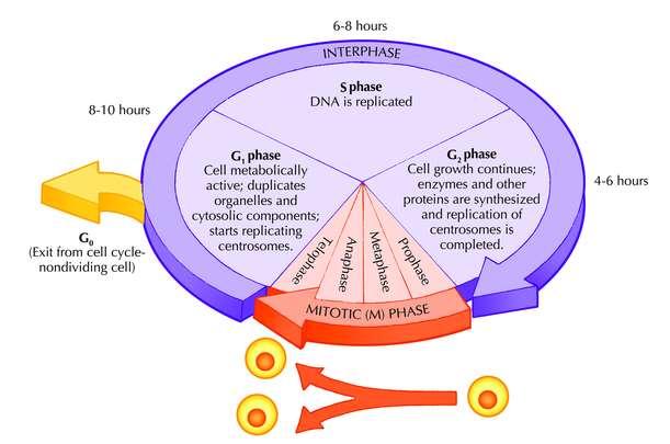A sejtciklus alapvetően két részre osztható: az osztódás fázisára, az osztódások közötti ún. interfázisra. 1.