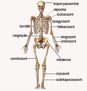A Csonttörés ( Fractura ) Definíció: A csont folytonossága megszakad. A törvégek eltávolodhatnak egymástól. Oka: Nagy erőbehatásra a csontszövet folytonossága megszakad és törés jön létre.