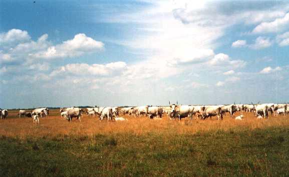 Tornyi-dombi állás szürke