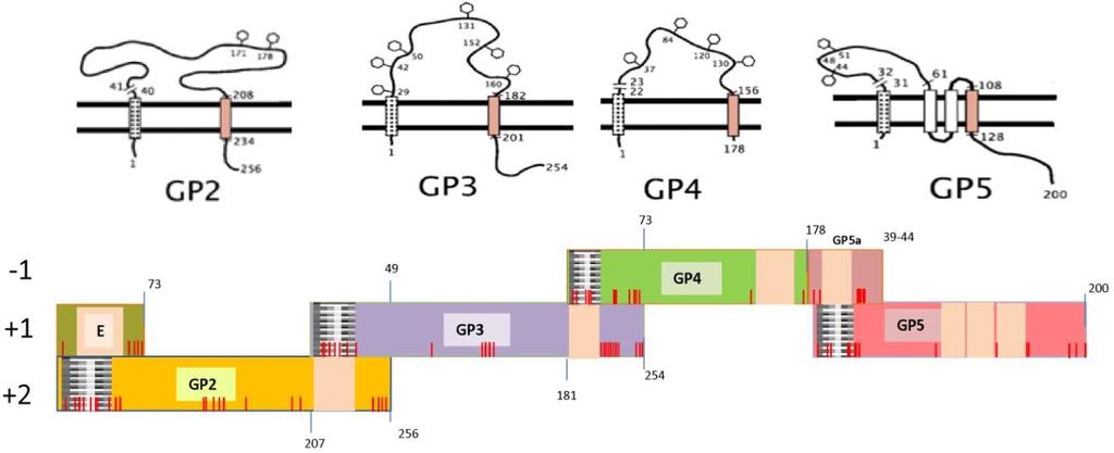 10. ábra: Az egymással átfedő szerkezeti fehérjék ORF-einek vázlatos ábrázolása (Dokland, 2010).
