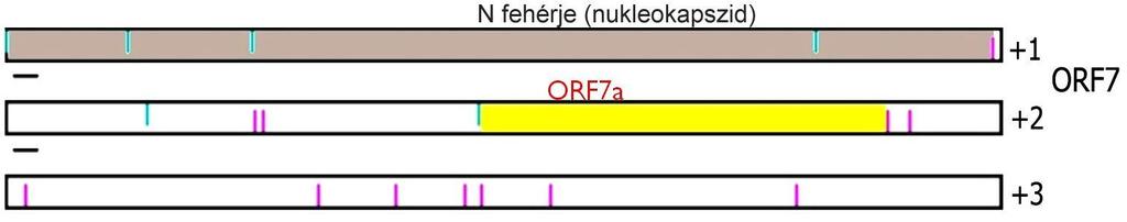 6.2 A PRRSV ORF7 alternatív leolvasási keretéről leíródó peptid immunológiai és biokémiai jellemzése 6.2.1 Alternatív ORF-ek azonosítása a genomban Az ORF Finder tool programmal (Tatusov, T.