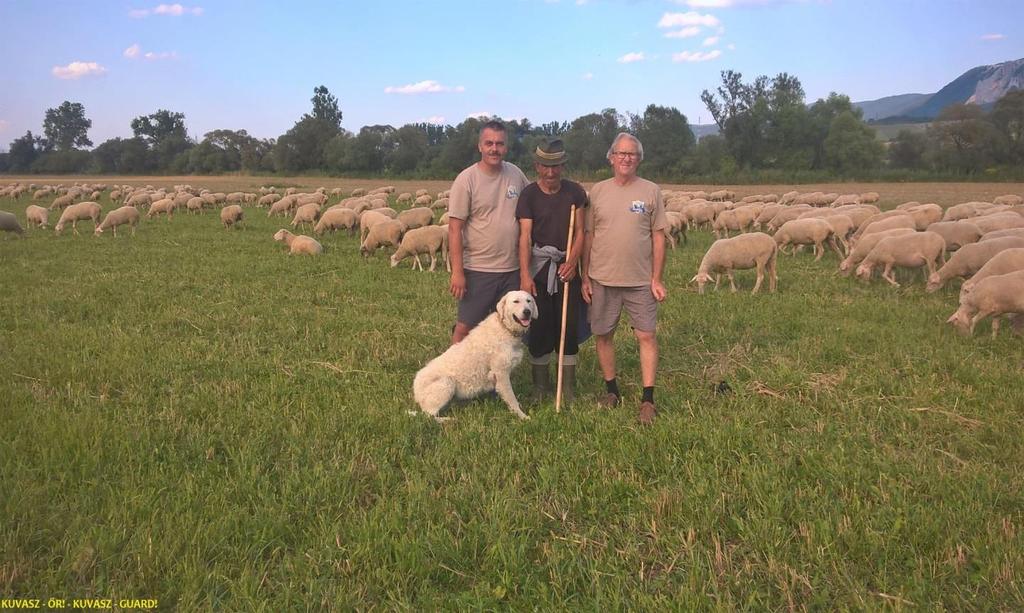 KUVASZ ŐR NAGYRAGADOZÓ VÉDELMI