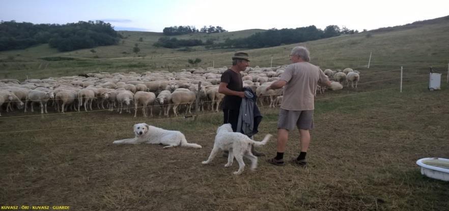 HOGYAN SEGÍTI A KUVASZ ŐR PROGRAM A