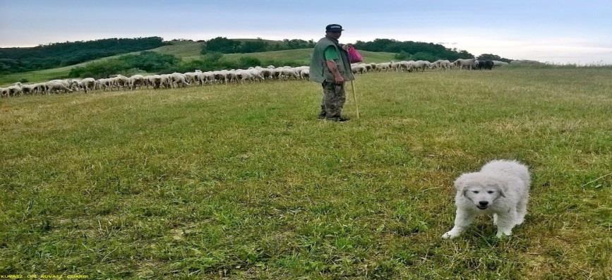 Törzskönyvezett kuvasz kölyköket bocsájt a