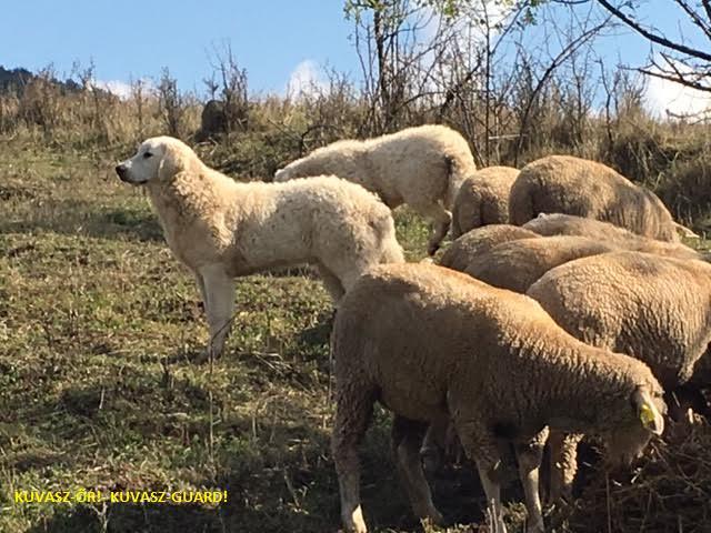 KUVASZ ŐR