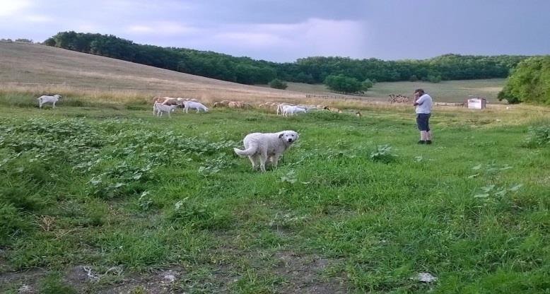 TAPASZTALATOK Legfontosabb az