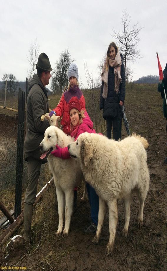 EREDMÉNYEK Első kihelyezett tenyésszemle 2018 Január 13- án a Magyar Kuvasz Fajtagondozó Egyesület tenyésszemlét tartott a 15 hónapos kort betöltött kuvaszok