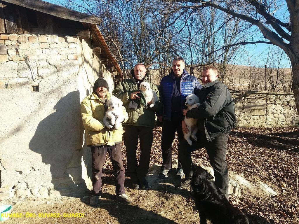 KUVASZ ŐR NAGYRAGADOZÓ VÉDELMI PROGRAM