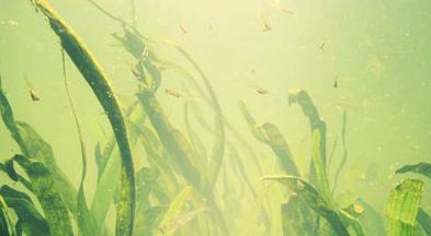 Az algák a világ legérdekesebb táplálékai 2 A legtöbb ember már nagyon sokszor hallotta, hogy létezik a Spirulina alga és a Chlorella alga, de ezen kívül nem sokat tudunk ezek tulajdonságairól.