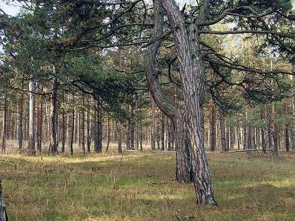 Hűvös mikroklíma miatt gyakoriak a jégkori reliktumok.