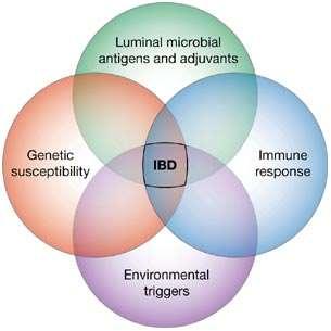 Tényezők az IBD patogenezisében Intestinalis microflora Intestinalis mucosa Genetikai