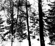 Köszönetnyilvánítás: A tanulmány elkészítéséhez szükséges felmérési adatok a Benchmarking on Terrestrial Laser Scanning for Forestry Applications projekt keretében készültek, és a Finnish Geospatial