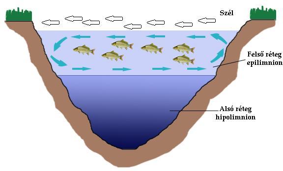 Befolyásolja: a víz oxigén telítettségét, a víz sűrűségét, a