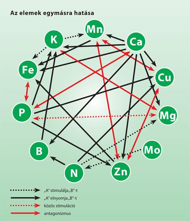 Az elemek egymásra hatása Forrás: http://www.novenytaplalas.