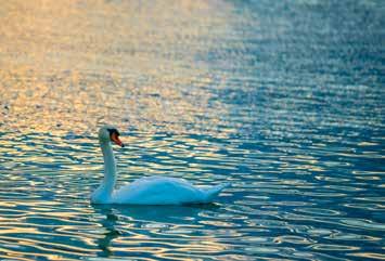 TERMÉSZET Siófokon a Balaton kéksége és a parkok zöld színe csodálatos harmóniát alkot, melyet