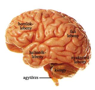 Az emberi agy sem könnyíti meg a helyzetet Agytörzs életműködések szabályozása (Cannon-féle vészreakció)