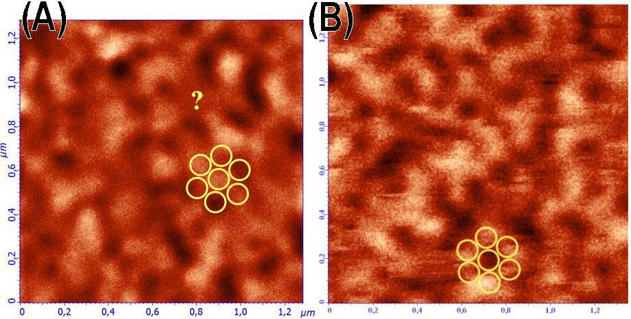 49. ábra: Jellemző MFM felvételek egy hőkezelt majd nanomintázott (a) és egy nanomintázás után hőkezelt (b) CoPt minta felületéről.