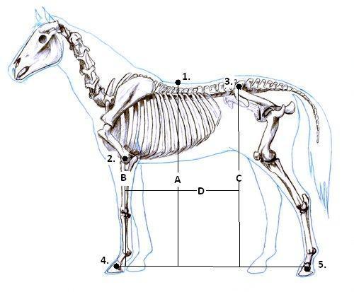 3. táblázat: Vizsgálatban szereplő lovak testméretei Ló sorszáma Ülőpont magasság (cm) Könyök magasság (cm) Külső csípőszöglet magasság (cm) Könyök-külső csípőszöglet horizontális távolsága (cm) 1.