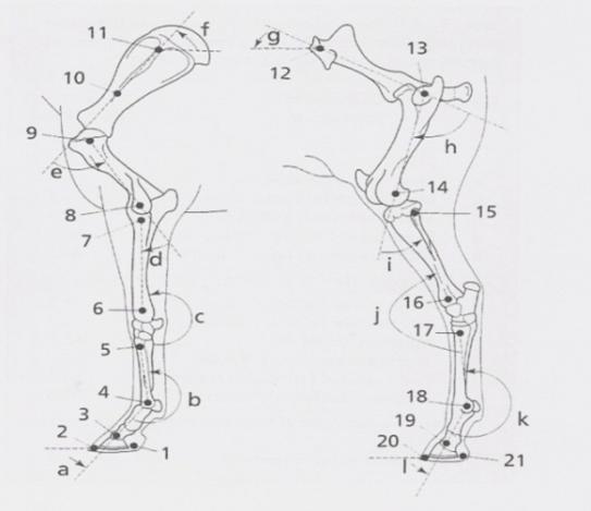 a harmadik lábközépcsont proximalis vége (metacarpus et proximalis) 6. szalagdudor (processus styloideus lateralis) 7. könyökbúb (tuber olecrani) 8.