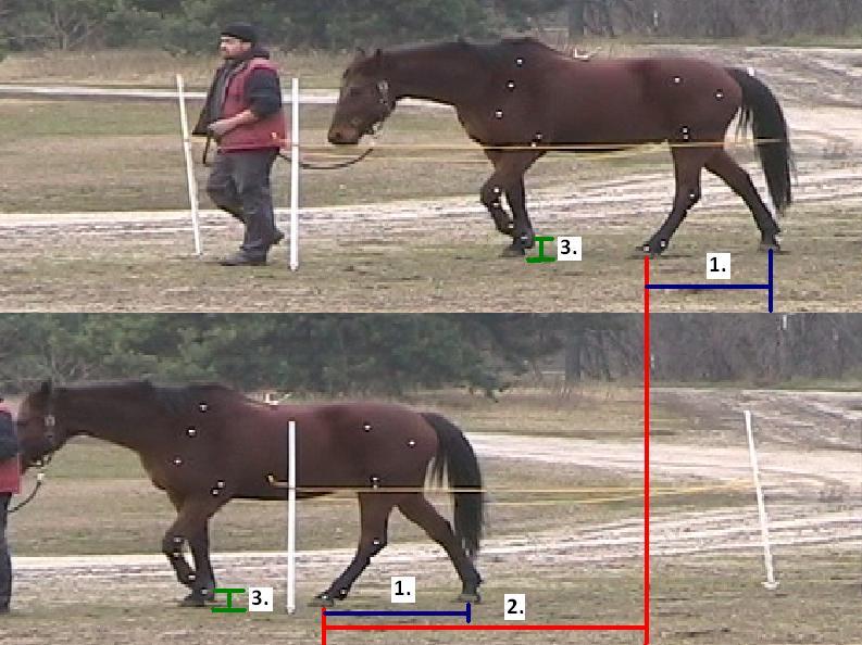 5. kép: Vizsgálni kívánt hátulsó láb lépéshossza (1.), mozgásciklus hossza (2.), pataemelési magassága (3.) 5.
