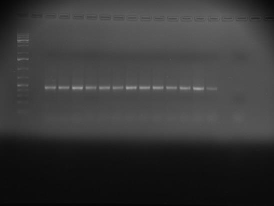 Mikroba közösségek molekuláris vizsgálata 500 bp-os termékek 1300 bp-os termékek