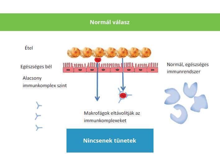1. AZ ÉTELEKRE ADOTT NORMÁL VÁLASZ Egészséges egyén esetén, ha egy kis mennyiségű emésztetlen étel átjut a bélsejtek között és bekerül a véráramba, ott immunválaszt produkál.