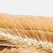 pitakenyér és naan kenyér) kis mennyiségű élesztőt tartalmaznak, amely lehetővé teszi, hogy a tészta megkeljen, hogy abba zsebet alakíthassanak ki Egyes kovászos és durvára őrölt rozslisztből készült