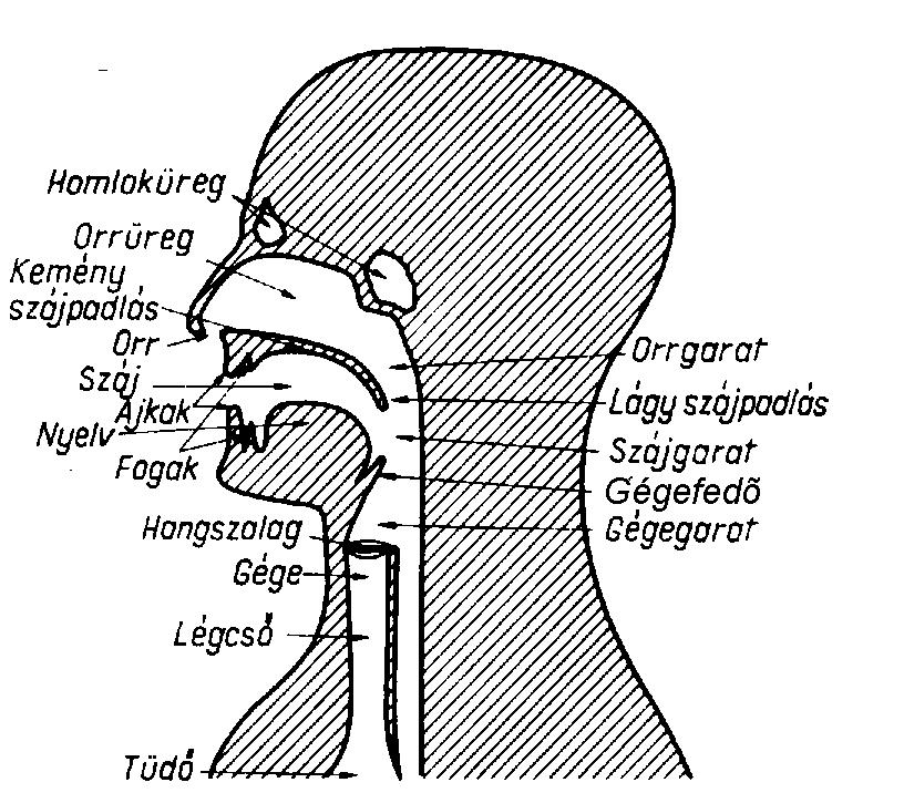 . EMBERI HANG Az eberi hng előállítáábn háro (. ábr) zervnek vn eghtározó zeree. A tüdő, ely levegőárot állítj elő kilégzéel. A gégefőben lévő hngzlgok, elyek űködé közben eriódikun odulálják légárot.