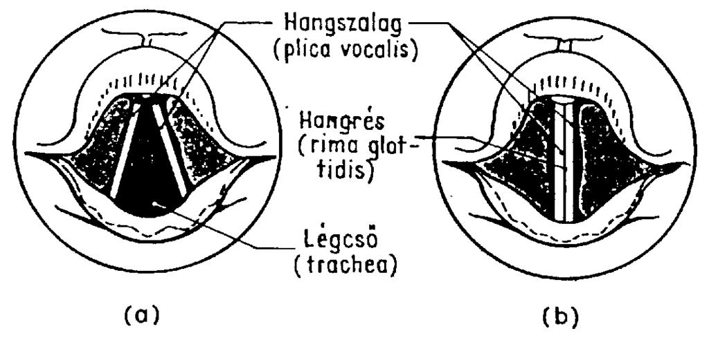 . ábr), ezért levegő kdálytlnul hld rjtuk kereztül. Hngkézé közben erőebben vgy gyengébben fezítjük őket, iáltl 3. ábr A gégefő kée. A hngzlgok helyzete.) légzé közben (reiráió), b.