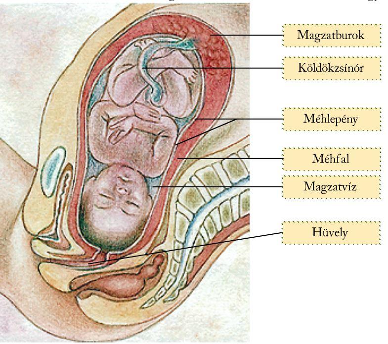 Az ábrán az anyaméhben fejlődő magzat rajza