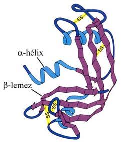 Fehérje anyagcsere és a máj Aminósavak felszívódás után májba kerülnek Plazma proteinek szintézise (kiv.