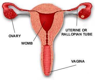 Female genital system ovary uterine