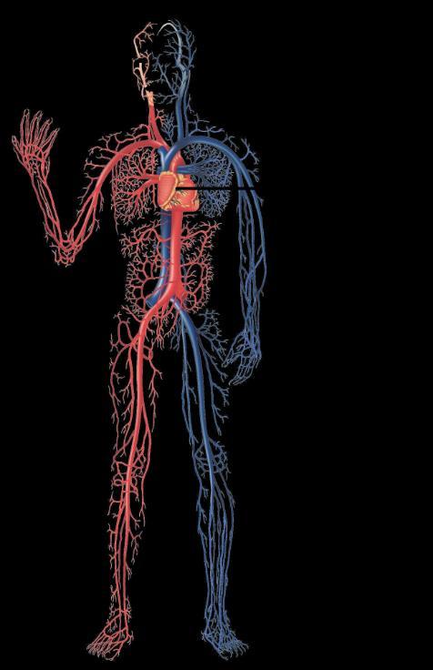 Artériás középnyomásnak (MAP) azt az egy szívciklusra vonatkozó átlagos artériás nyomást tekintjük, amelyet gyakran közelítenek a következő képlettel: 6.