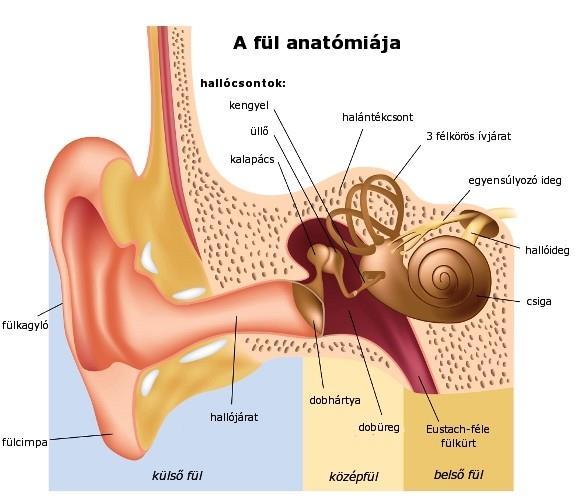 1. ábra: a fül felépítése 2.3 A hallás folyamata Hangnak nevezünk minden mechanikus-rugalmas hullámokban terjedő rezgést, mely hallásérzethez vezet.