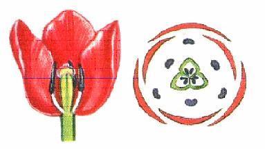 Ha több körben helyezkednek el az azonos virágtagok, akkor ezt + jellel  mustár borsó vadrózsa kömény árvácska fűz a magház a virágtakaró levelek a vacok bemélyedt eredése felett van a virágtakaró