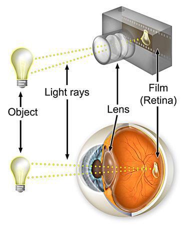 Látás és az emberi szem Az emberi szem a látás érzékszerve, amely a kamerához hasonlóan - a környezeti objektumokról származó (az azokból