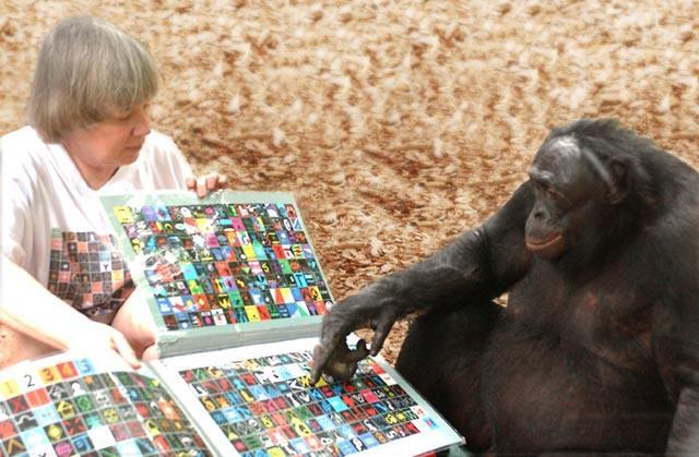 Állati kommunikáció tanítással Kanzi bonobo Savage-Rumbaugh és Lewin, 1994 nem tanították, csak az anyját, Matatát 348 lexigramot használ,