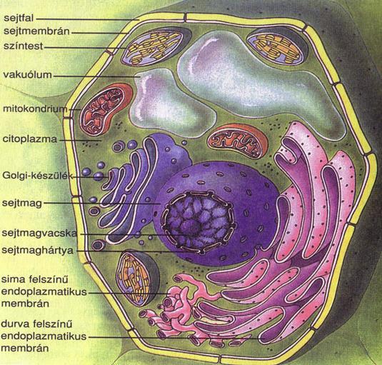 Növényi sejt Unikális részei Sejtfal állandó alakot biztosít a sejtnek, cellulózt tartalmaz Színtest fotoszintézis itt történik: fény
