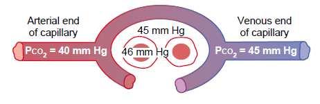 ScvO 2 lehetséges kiegészítı paramétere? ScvO 2 > 75 %, mégis szöveti hypoxia?