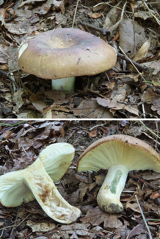 A leírások szerint az idős gomba már megárthat! Savanyú talajú lomberdőkben, főleg tölgyfák alatt terem az Erősszagú galambgomba (Russula graveolens).