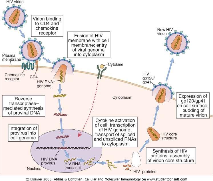 A HIV