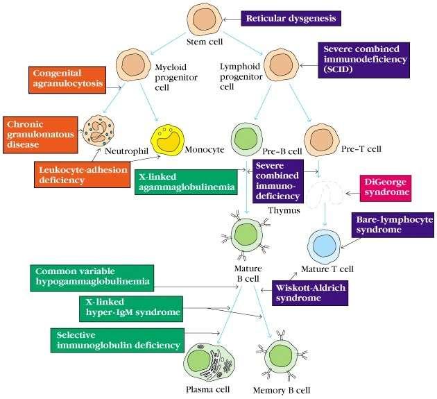 Immundeficienciák csoportjai Veleszületett immunitás deficienciái B