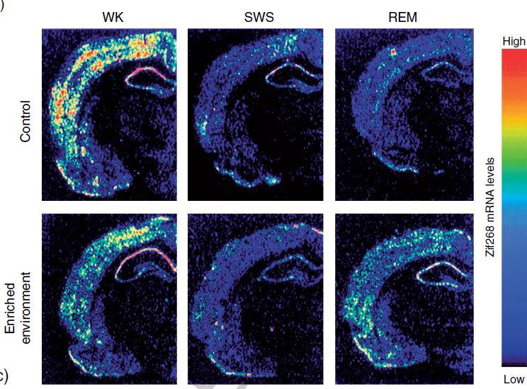 ZIF268 gén agyi plaszticitás, idegsejtek közötti szinapszisok képződésének markere Izgalmas