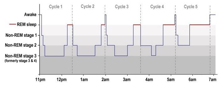 Alvás és szakaszai Alvás: REM + NREM NREM: NREM1 + NREM2